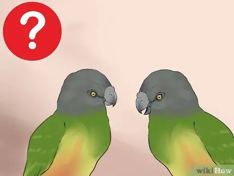 Уход за сенегальским попугаем Шаг 17