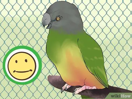 Уход за сенегальским попугаем Шаг 18