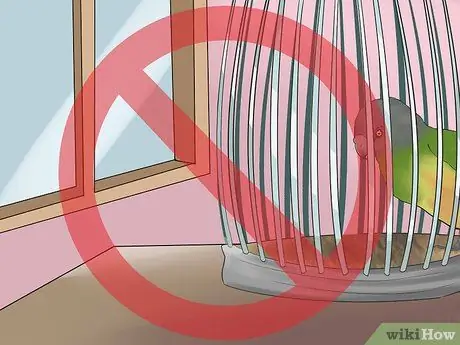 Уход за сенегальским попугаем Шаг 3