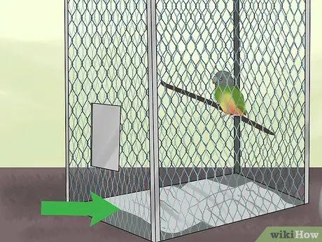 Уход за сенегальским попугаем Шаг 4