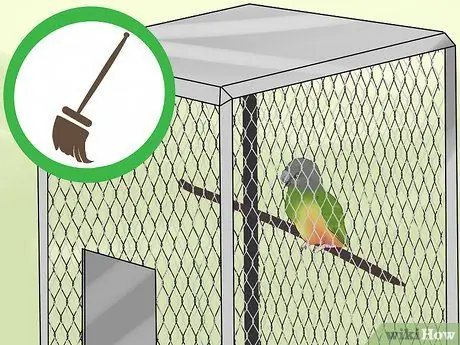 Уход за сенегальским попугаем Шаг 5