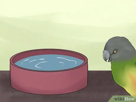 Уход за сенегальским попугаем Шаг 8