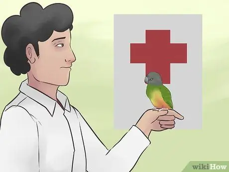 Уход за сенегальским попугаем Шаг 9