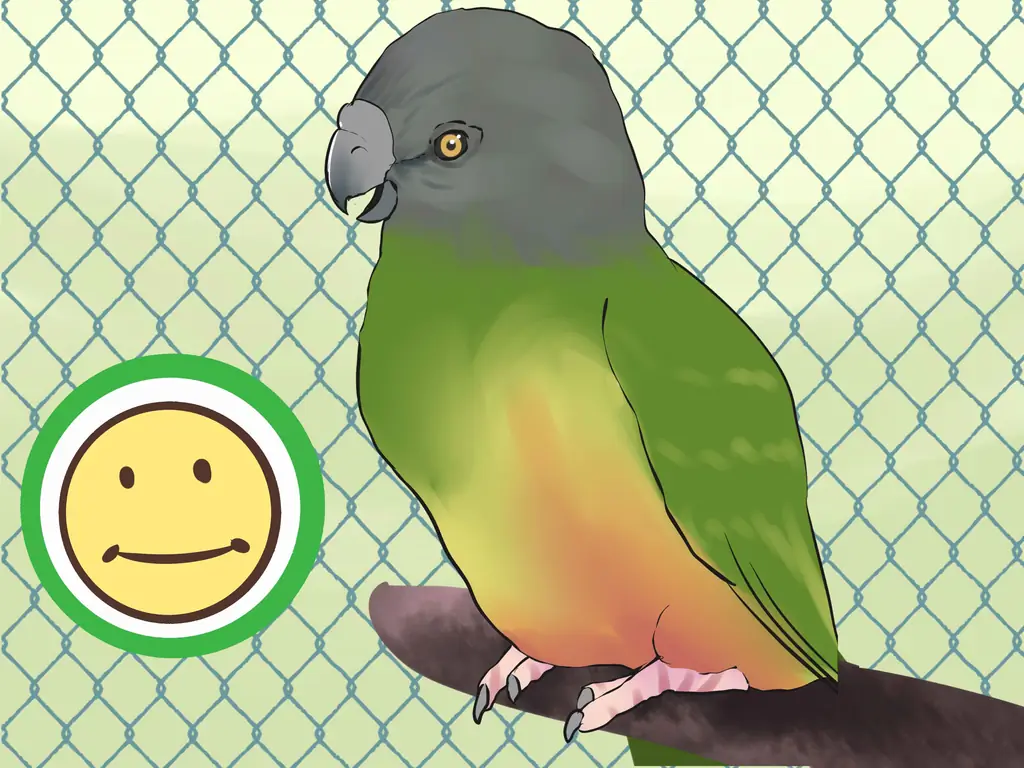 4 способа ухода за сенегальским попугаем