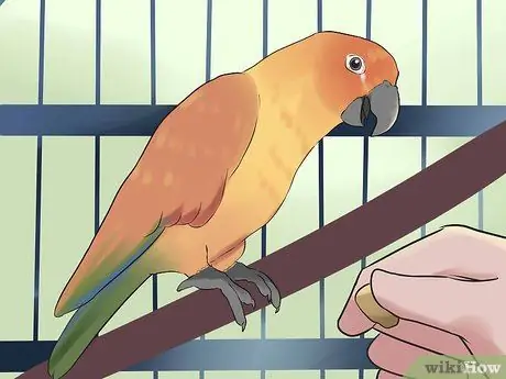 Научите собаку говорить. Шаг 9