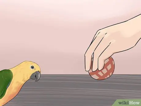 Развлекать Conure Шаг 10