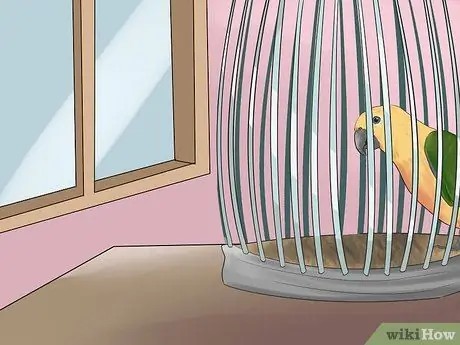 Развлекать Conure Шаг 12