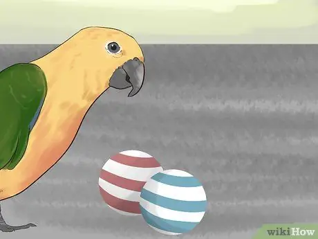 Развлекать Conure, шаг 2