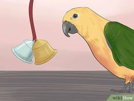 Развлекать Conure Шаг 3