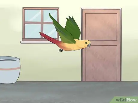 Развлекать Conure Шаг 6