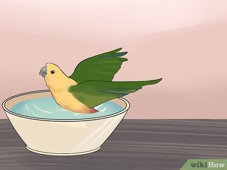 Развлекать Conure Шаг 7