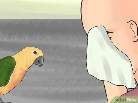 Развлекать Conure Шаг 9