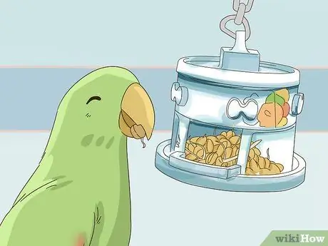 Покормить эклектуса Шаг 11