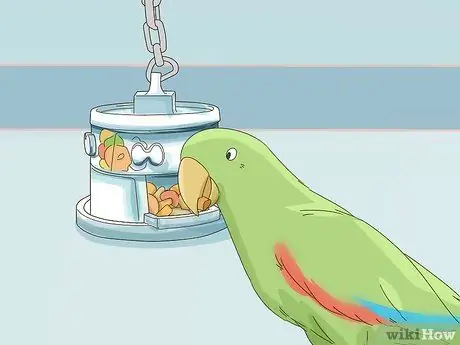 Покормить эклектуса Шаг 7