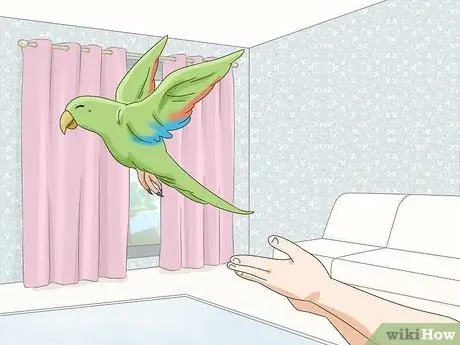 Покормить эклектуса Шаг 9