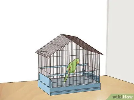 Создание среды обитания для эклектуса Шаг 11