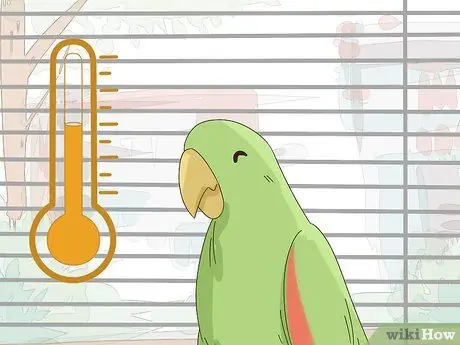 Создайте среду обитания для эклектуса Шаг 12