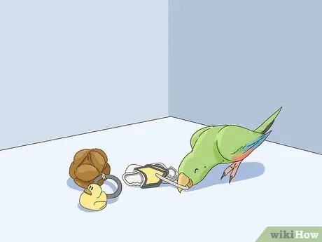 Создание среды обитания для эклектуса Шаг 3