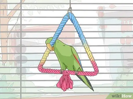 Создание среды обитания для эклектуса Шаг 4