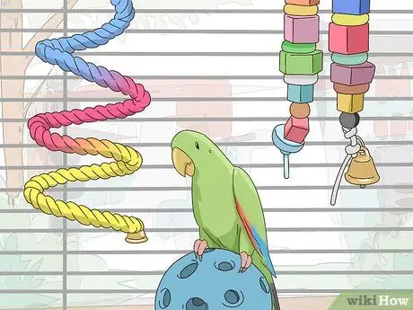 Создайте среду обитания для эклектуса Шаг 5