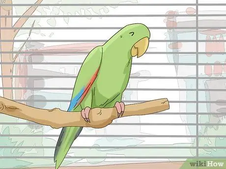 Создайте среду обитания для эклектуса Шаг 6