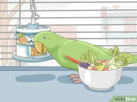 Создание среды обитания для эклектуса Шаг 8