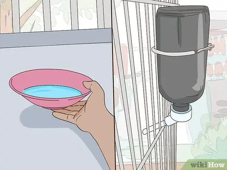 Создайте среду обитания для эклектуса Шаг 9