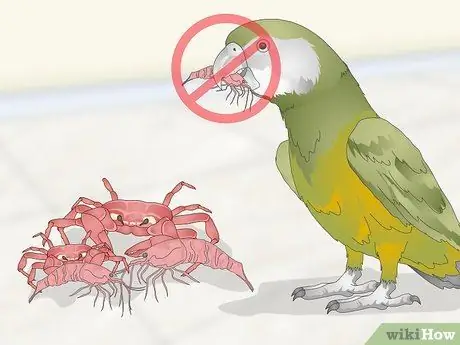 Покормить сенегальского попугая Шаг 15