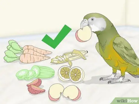 Покормить сенегальского попугая Шаг 2