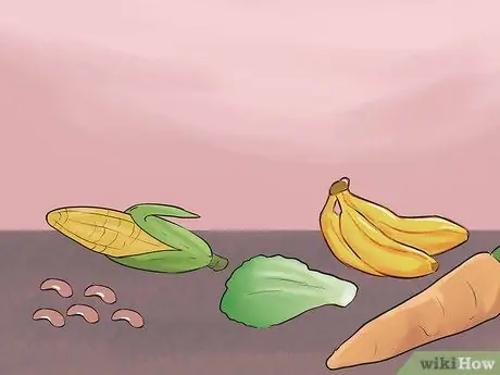 Покормить красного пузатого попугая, шаг 2