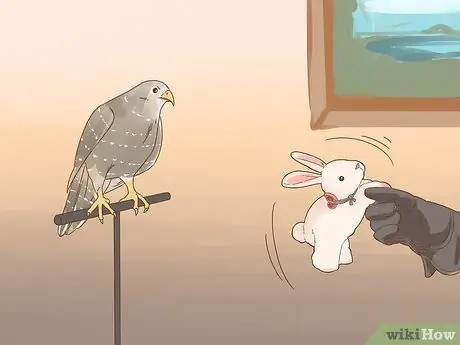 Приручите своего первого сокола, шаг 6