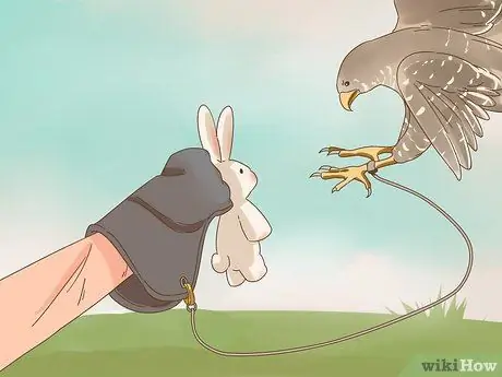 Приручите своего первого сокола, шаг 9