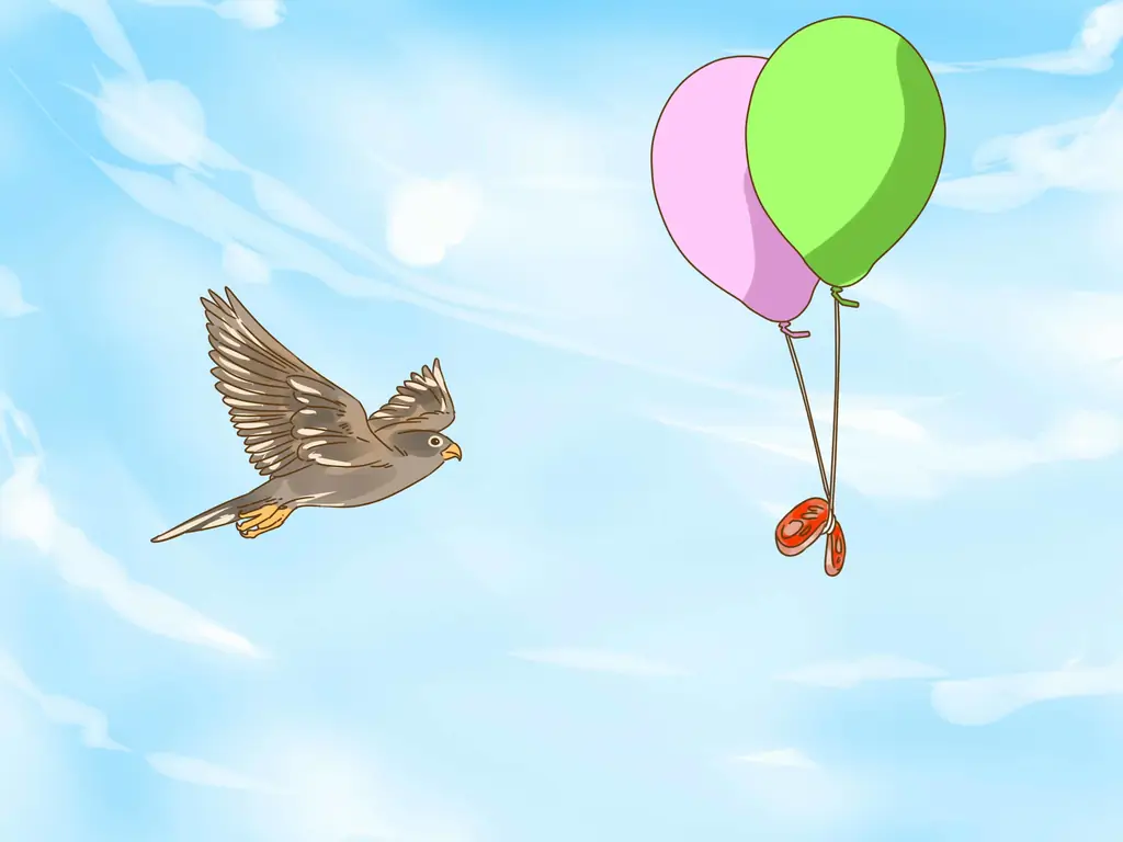 3 способа приручить первого сокола