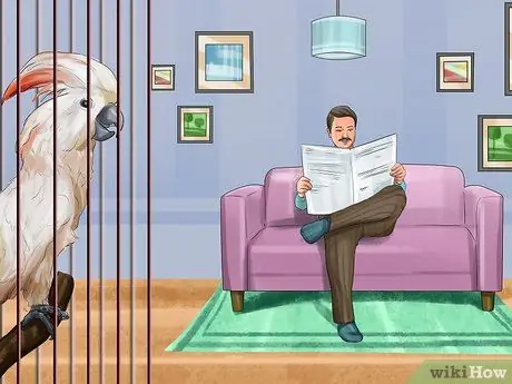 Живи с молукканским какаду Шаг 13