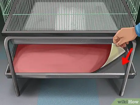 Жить с молукканским какаду Шаг 14