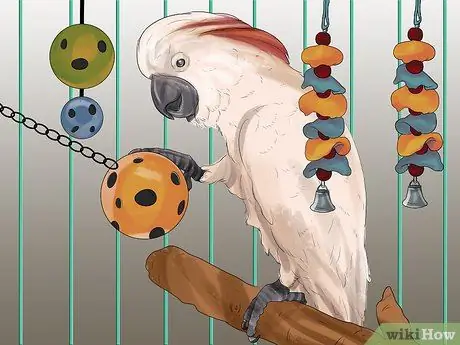 Живи с молукканским какаду Шаг 15