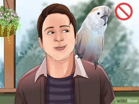 Жить с молукканским какаду Шаг 17