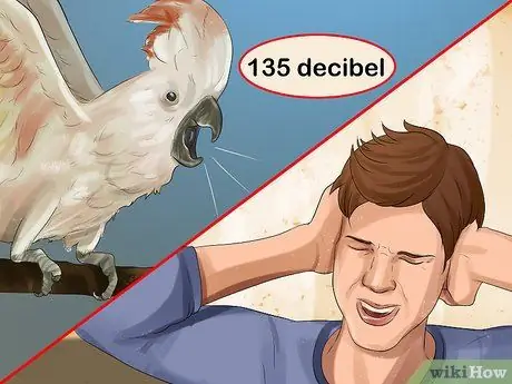 Живи с молукканским какаду, шаг 3