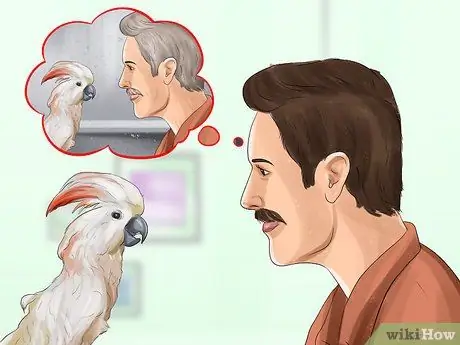 Жить с молукканским какаду Шаг 4