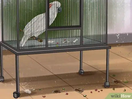 Живи с молукканским какаду Шаг 6