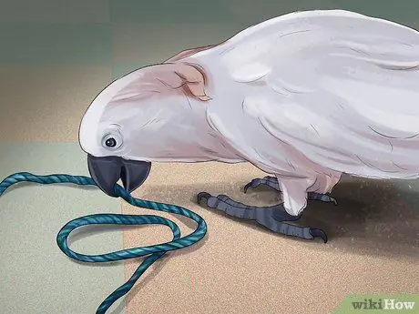 Живи с молукканским какаду Шаг 8