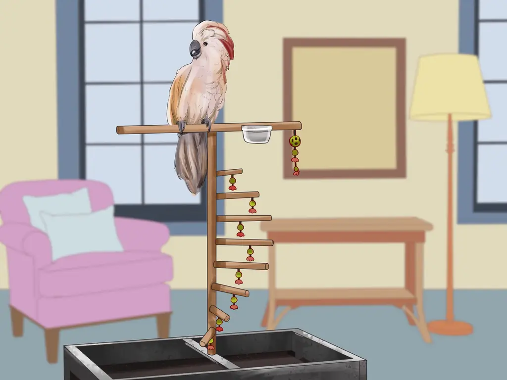 Три способа жить с молукканским какаду