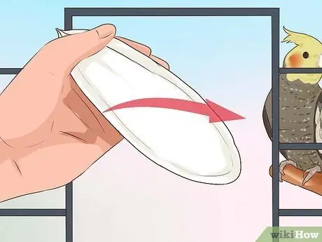 Заставьте кореллу перестать откладывать яйца Шаг 8