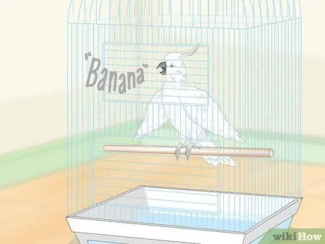 Учим попугаев говорить. Шаг 10