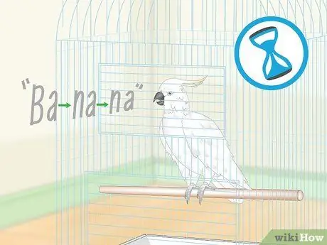 Учим попугаев говорить. Шаг 11