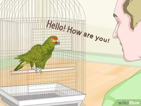 Учим попугаев говорить. Шаг 13