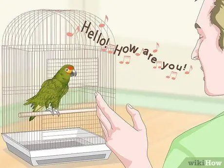 Учим попугаев говорить. Шаг 14