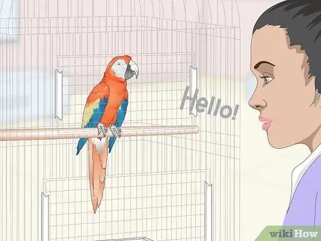 Учим попугаев говорить, шаг 3