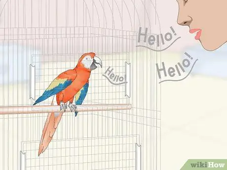 Учим попугаев говорить. Шаг 5