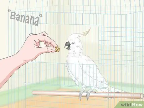 Учим попугаев говорить. Шаг 8